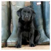 Country File - Black Labrador Puppy Greetings Card>BBC Cheap