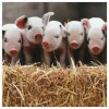 Country File Gloucester Old Spot Piglets Greetings Card>BBC Discount
