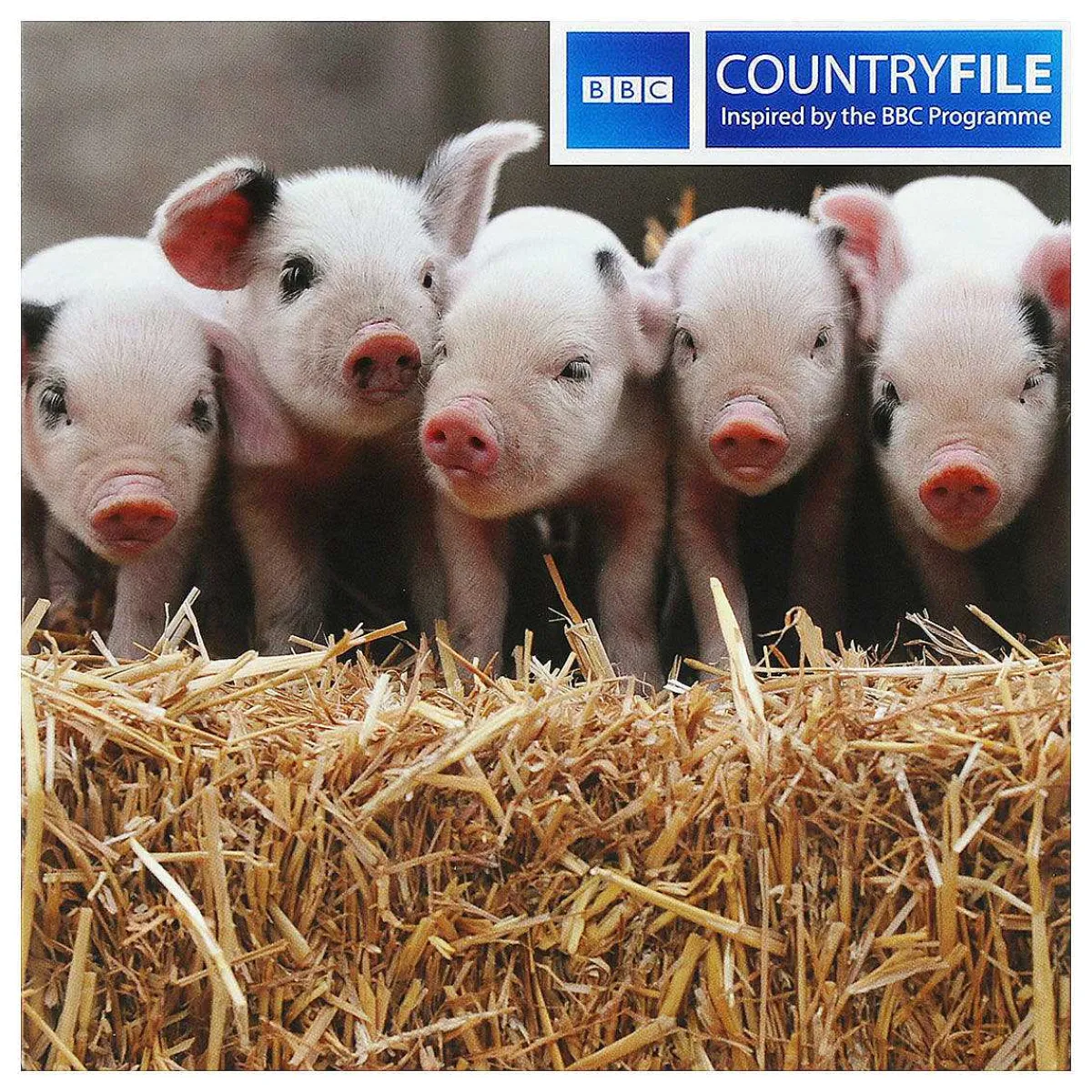 Country File Gloucester Old Spot Piglets Greetings Card>BBC Discount