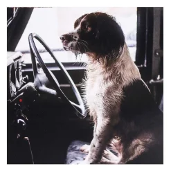 Countryfile Labradors & Spaniel Set Of 6 Blank Notecards>BBC New