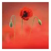 Countryfile Poppies Set Of 6 Blank Notecards>BBC Shop