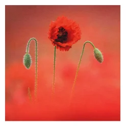 Countryfile Poppies Set Of 6 Blank Notecards>BBC Shop