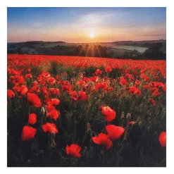 Countryfile Poppies Set Of 6 Blank Notecards><noscript><img width=