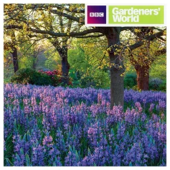 Gardeners' World - Meadow Of Camassia Greetings Card>BBC Clearance