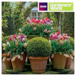 Gardeners' World - Tulip Displays Greetings Card>BBC Online