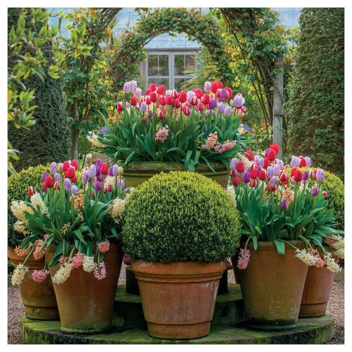 Gardeners' World - Tulip Displays Greetings Card>BBC Online