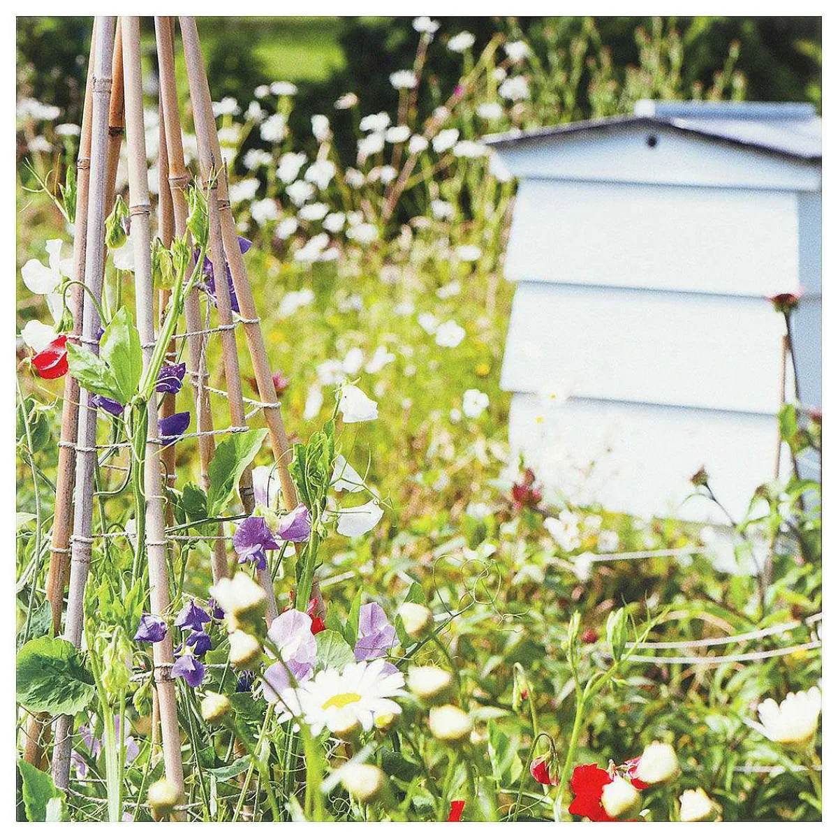 Gardeners' World Bee-Friendly Garden Greetings Card>BBC Sale