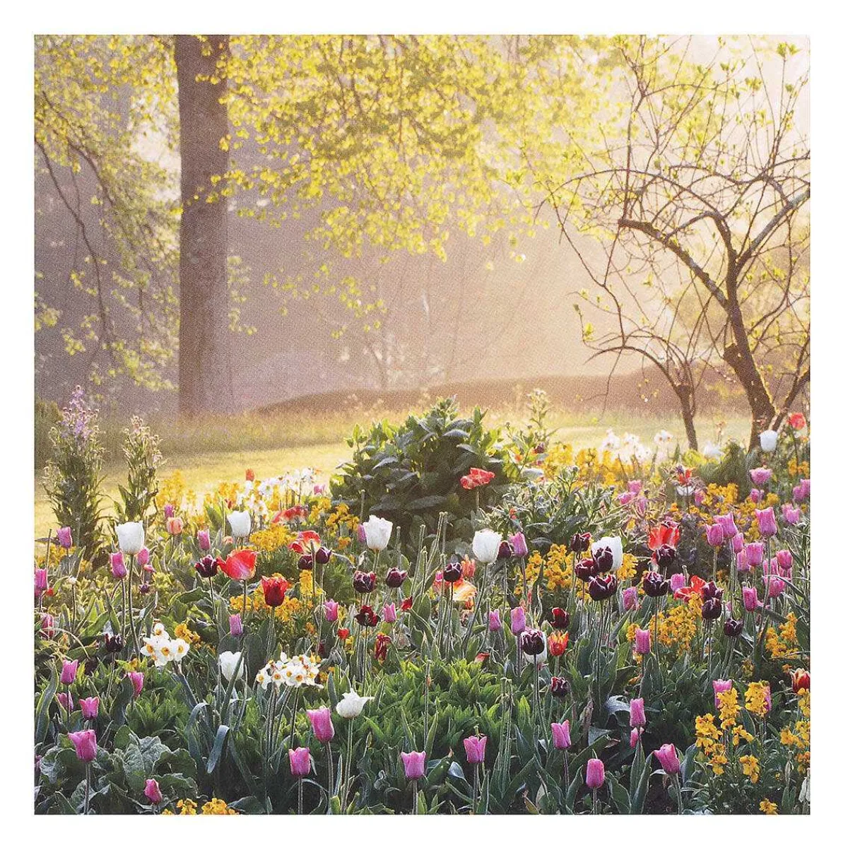 Gardeners' World Tulips & Sunrise Set Of 6 Blank Notecards>BBC Store