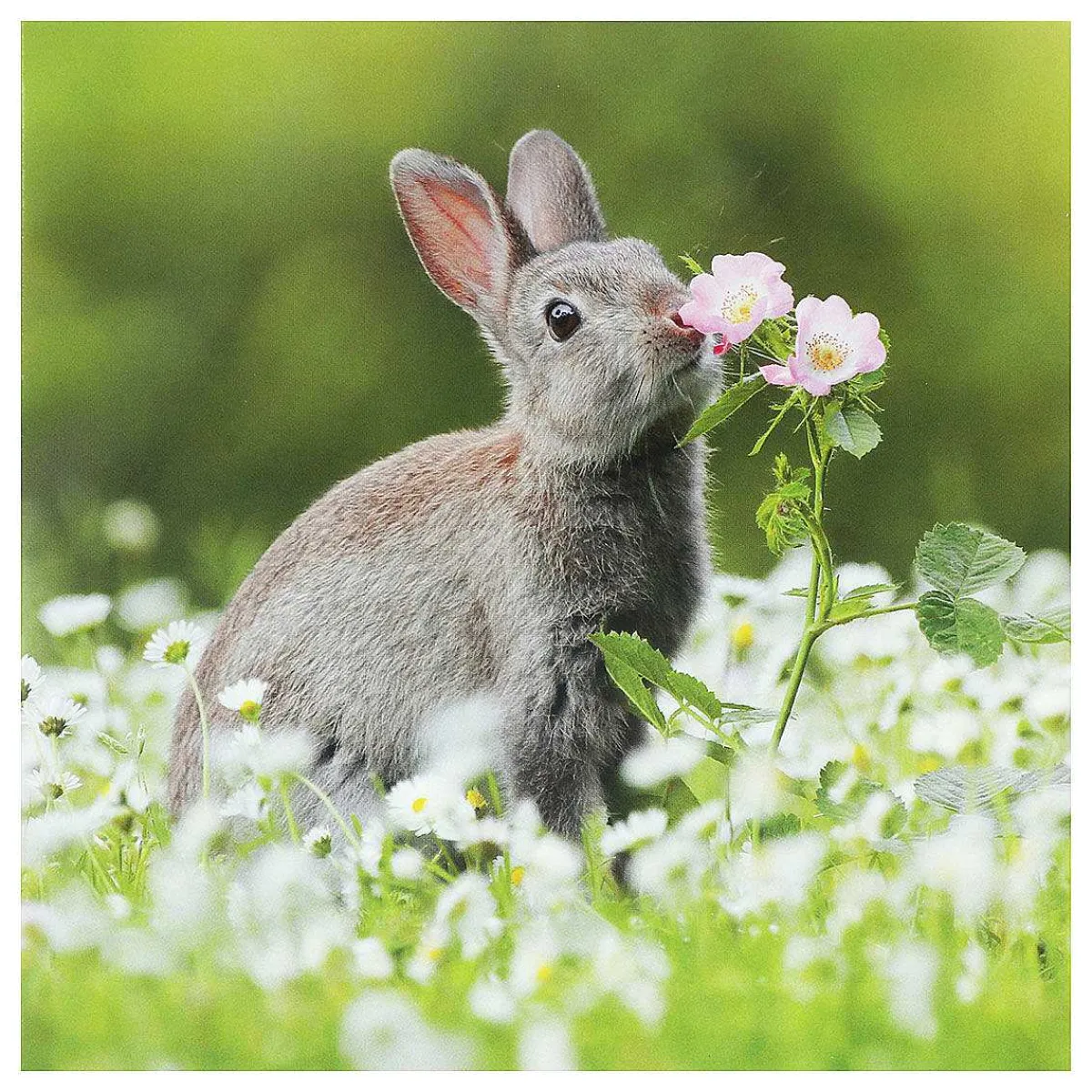 Springwatch European Rabbit Greetings Card>BBC Cheap