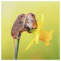 Springwatch Harvest Mice Greetings Card>BBC Discount