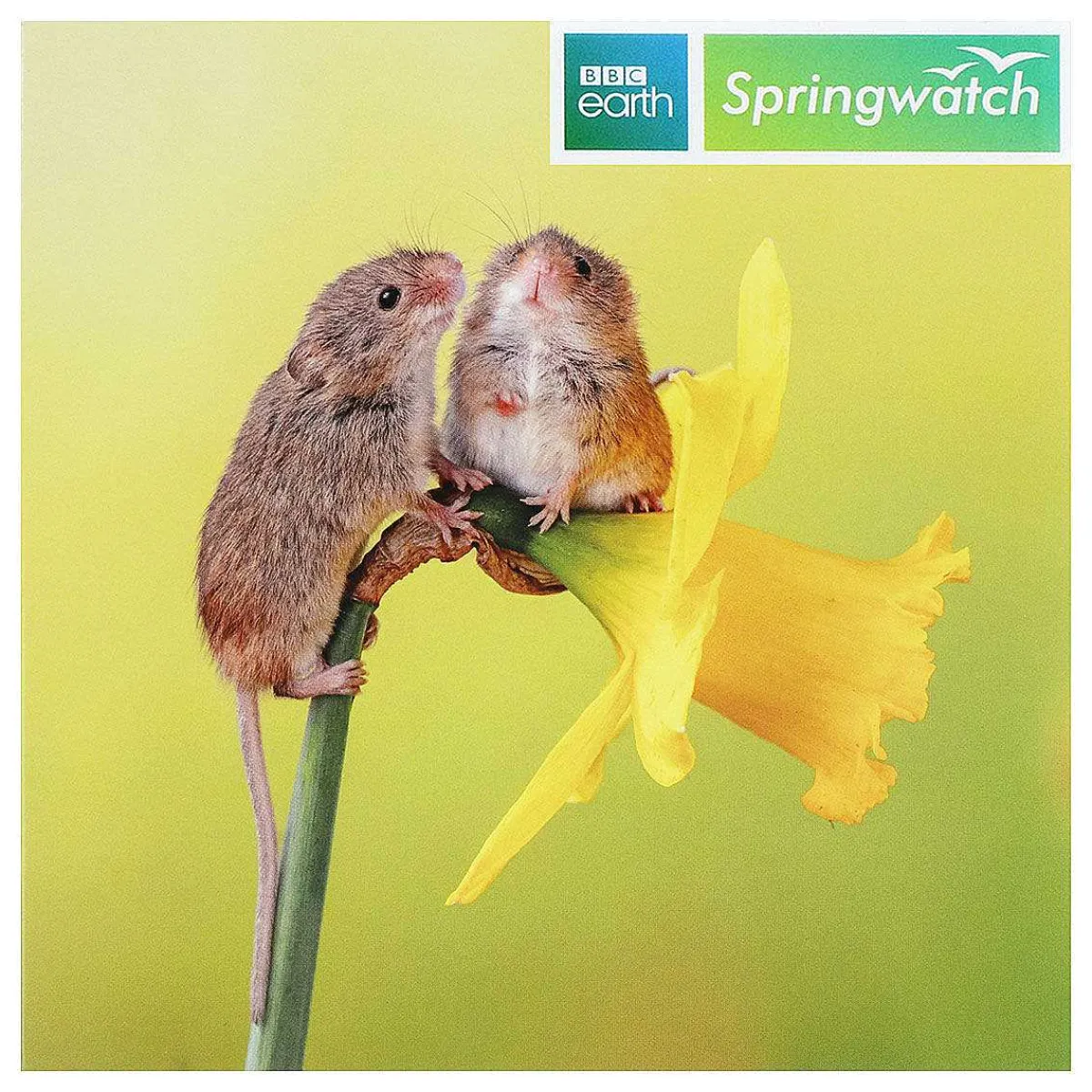 Springwatch Harvest Mice Greetings Card>BBC Discount