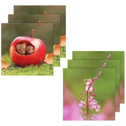 Springwatch Harvest Mice Set Of 6 Notecards>BBC New