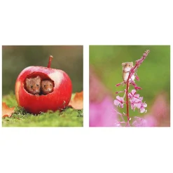 Springwatch Harvest Mice Set Of 6 Notecards>BBC New