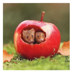 Springwatch Harvest Mice Set Of 6 Notecards><noscript><img width=