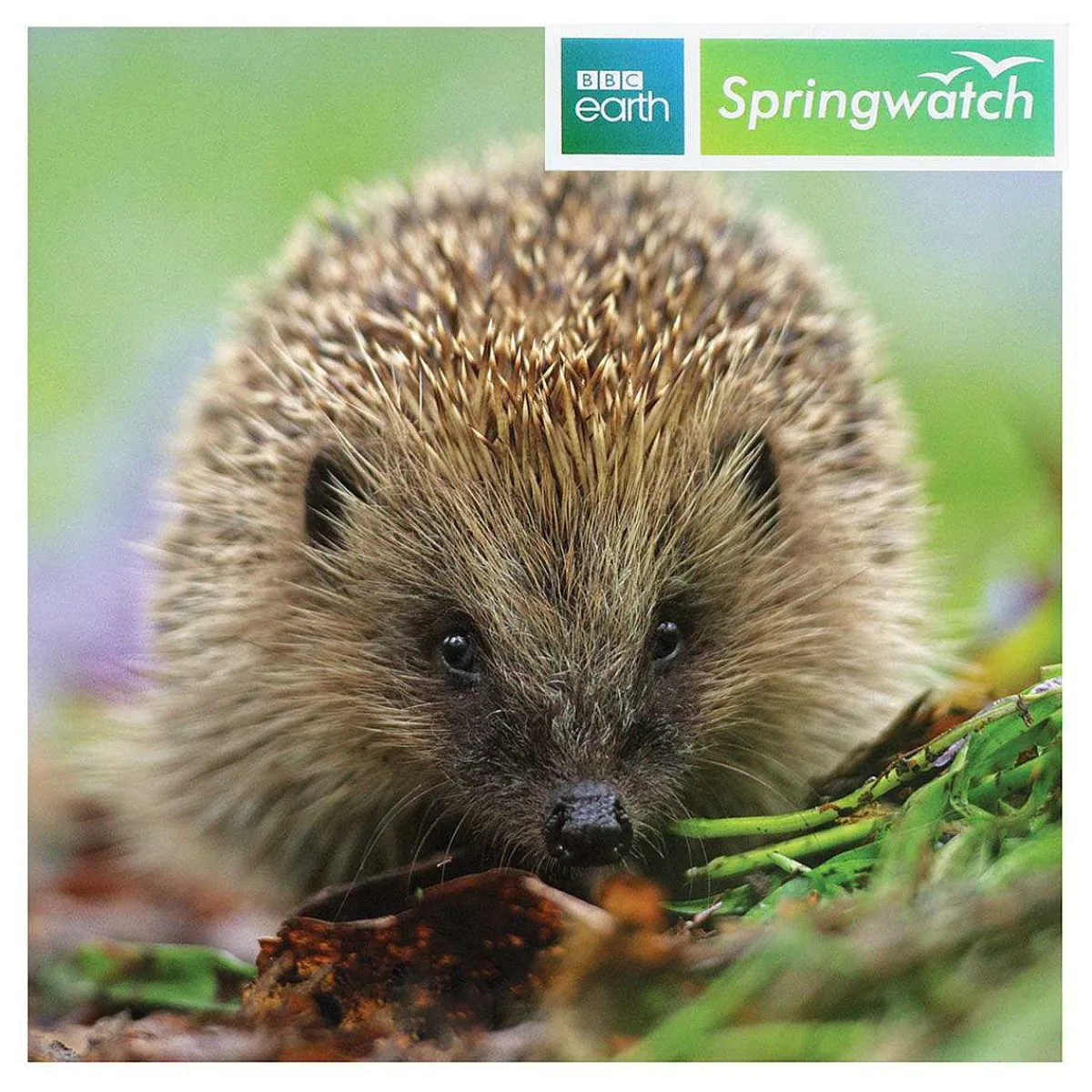 Springwatch Hedgehog Greetings Card>BBC Fashion