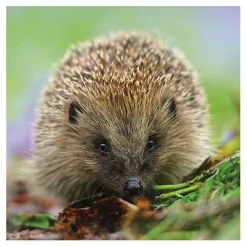 Springwatch Hedgehog Greetings Card><noscript><img width=