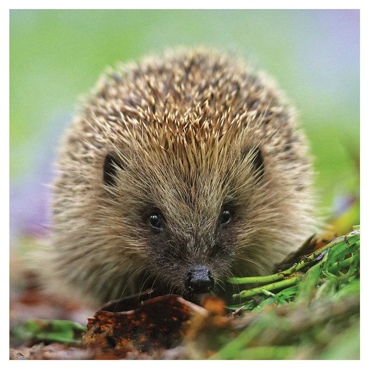 Springwatch Hedgehog Greetings Card>BBC Fashion