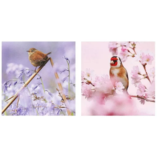 Springwatch Wren & Goldfinch Set Of 6 Blank Notecards>BBC Outlet