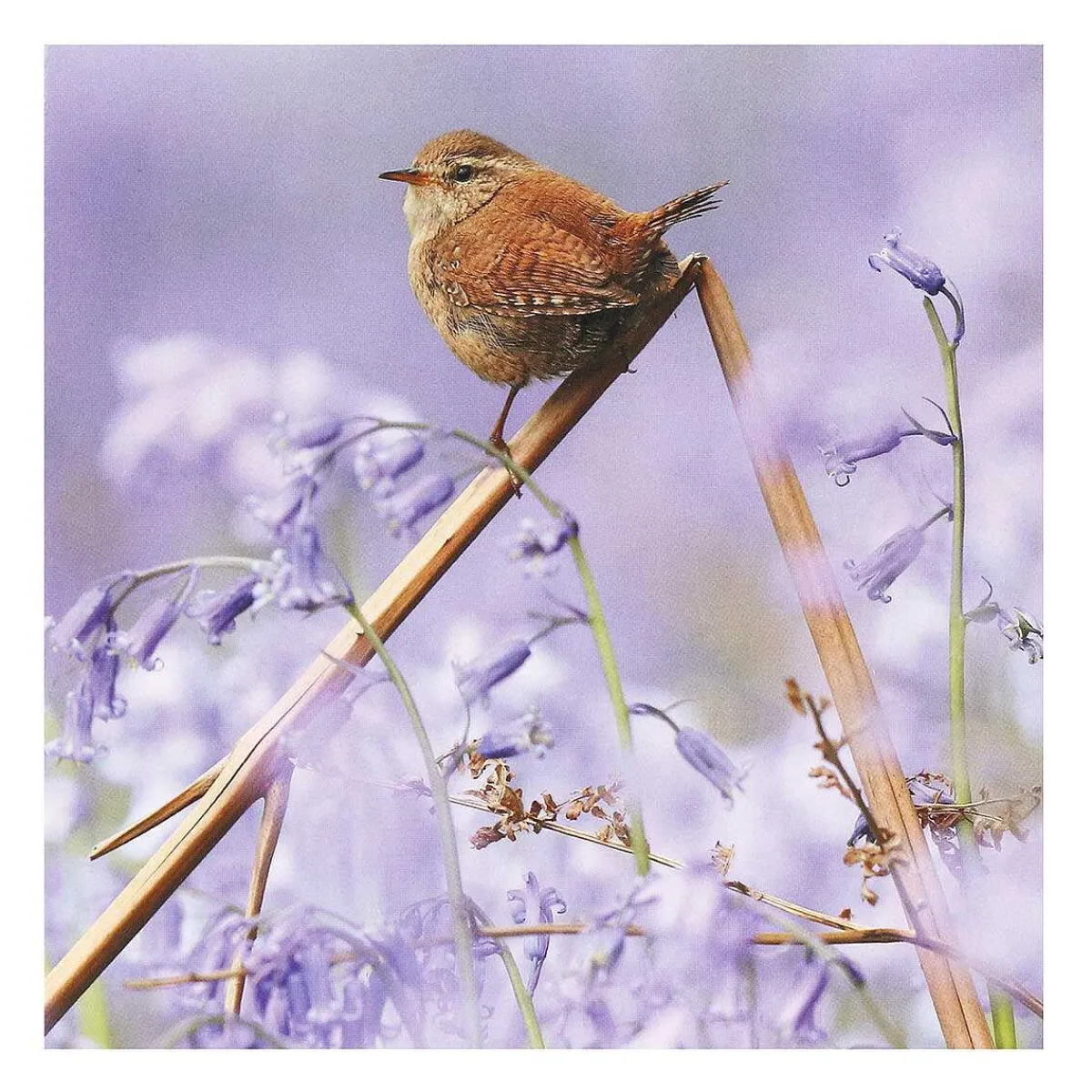 Springwatch Wren & Goldfinch Set Of 6 Blank Notecards>BBC Outlet
