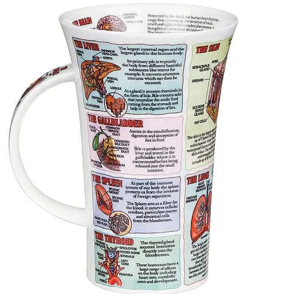 Organs Of The Human Body Glencoe Shape Mug>Dunoon Flash Sale