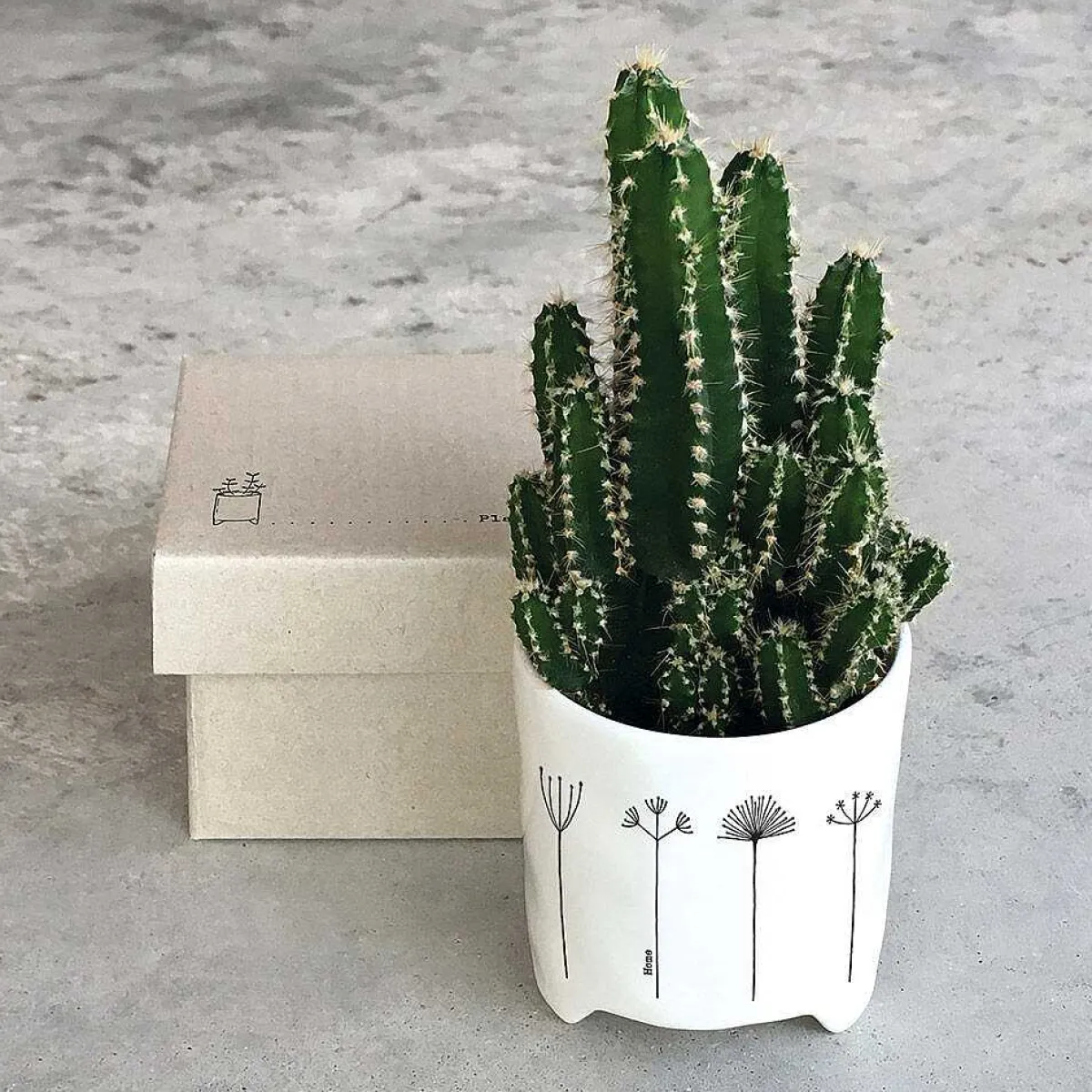 'Home' Flowers Planter>East of India Cheap