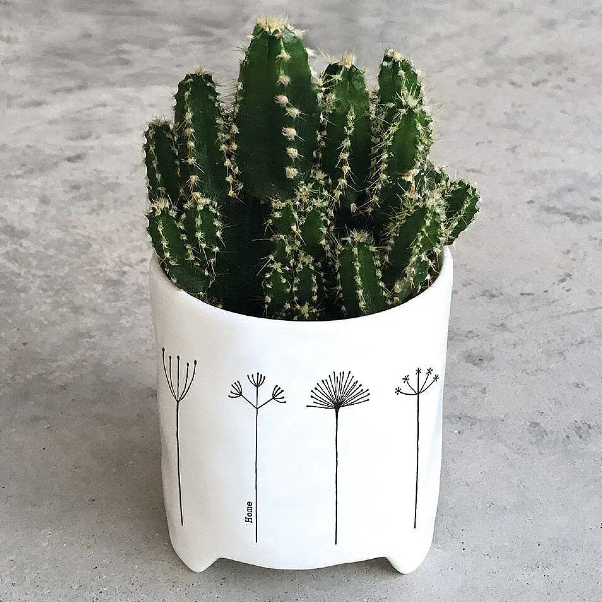 'Home' Flowers Planter>East of India Cheap