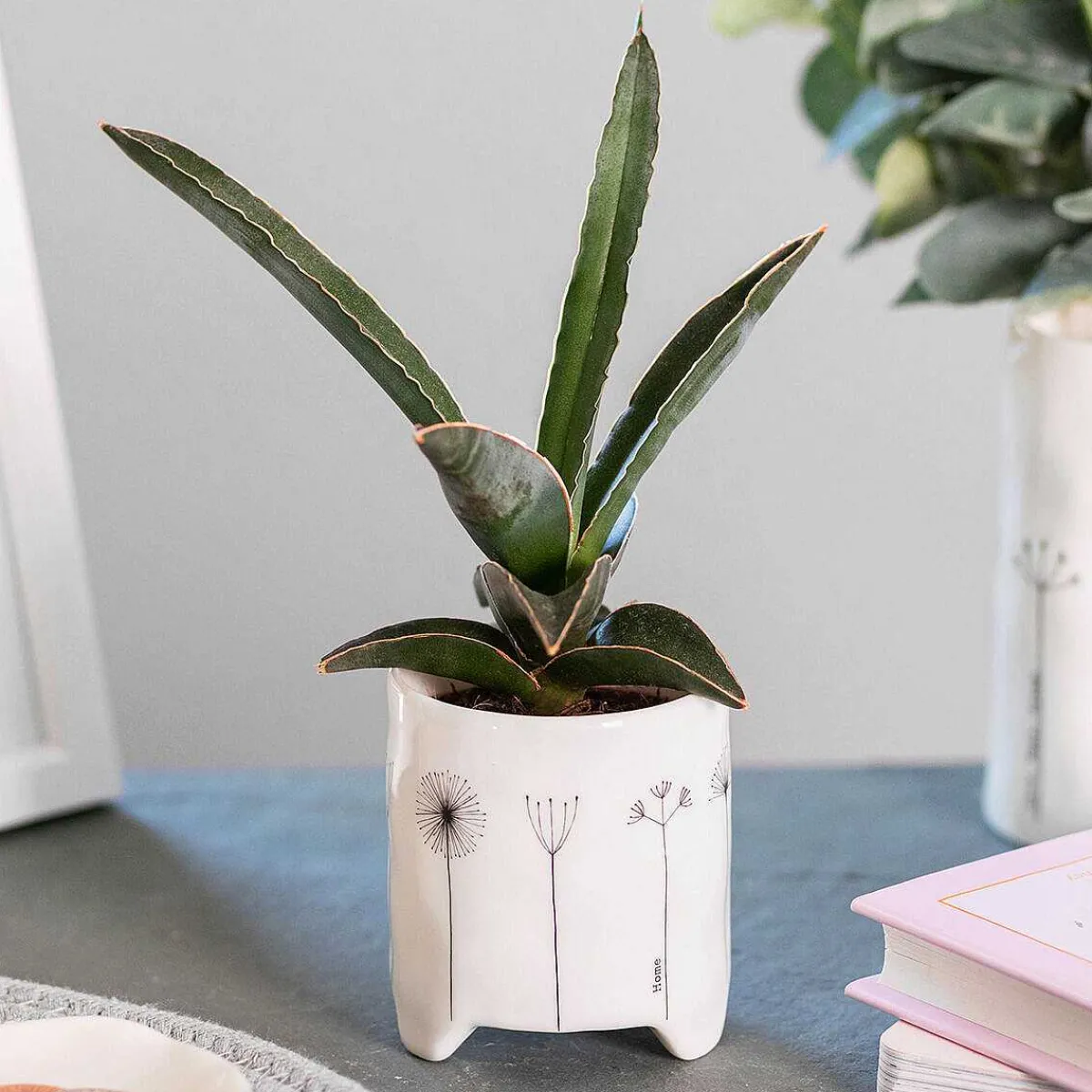 'Home' Flowers Planter>East of India Cheap