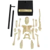 Anatomical Skeleton>Funtime Discount