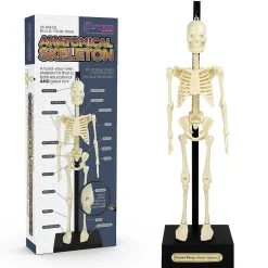 Anatomical Skeleton><noscript><img width=