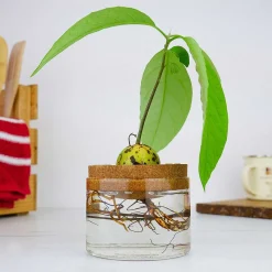 Avocado Grow Kit>Gift Republic Shop