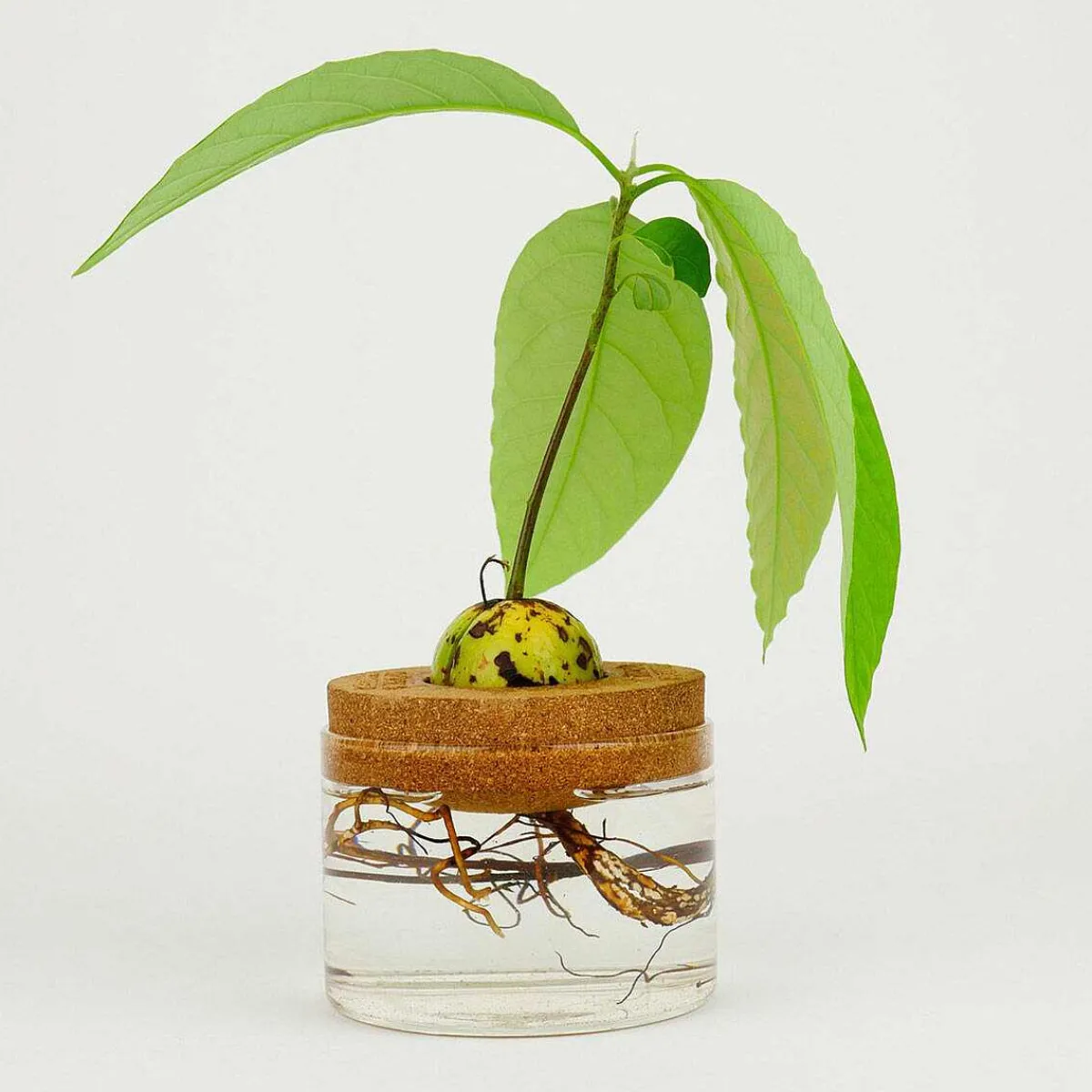 Avocado Grow Kit>Gift Republic Shop