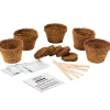 Grow It Bonsai Trees>Gift Republic Online