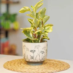 Cow Parsley Ceramic Plant Pot><noscript><img width=