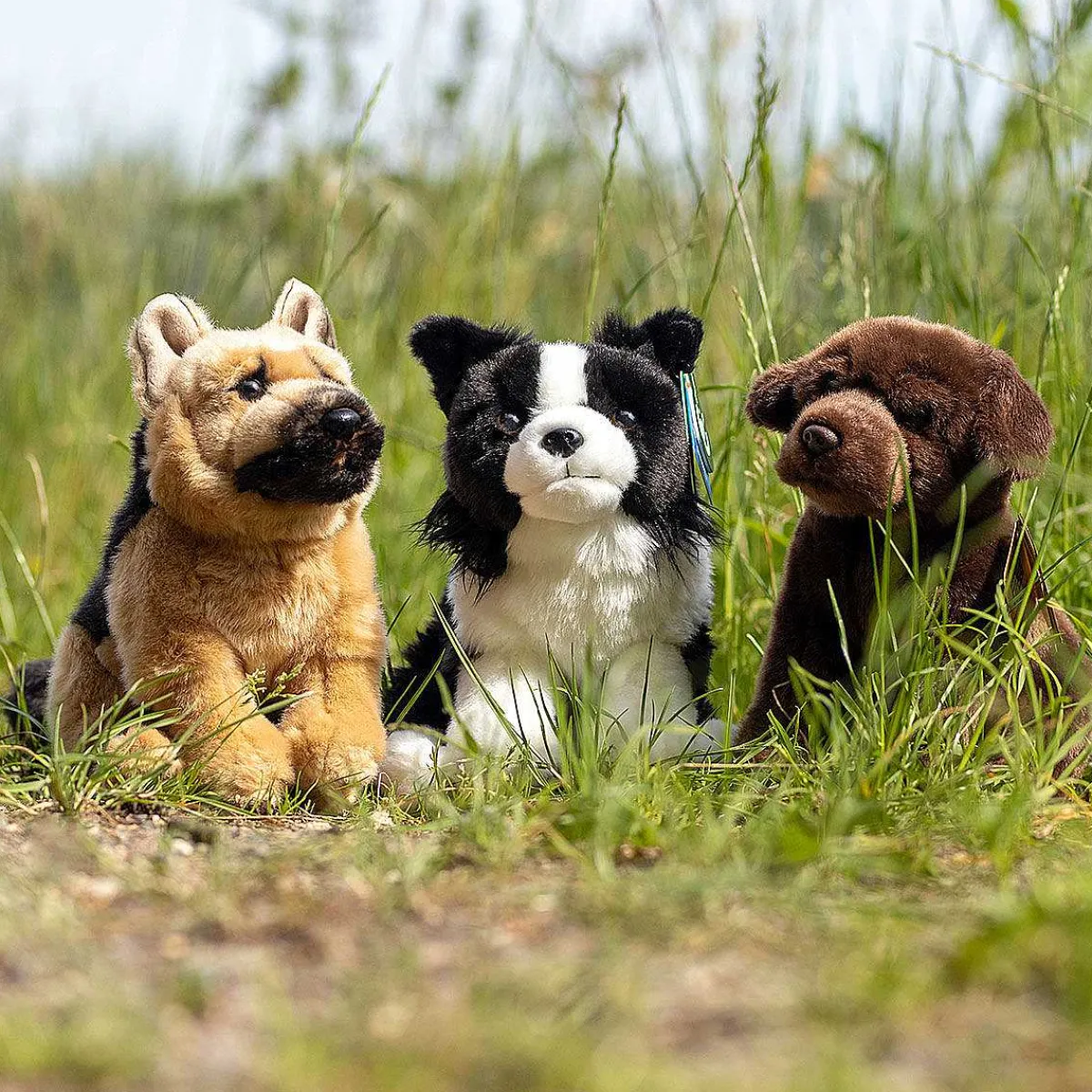 Border Collie Dog>Living Nature Store