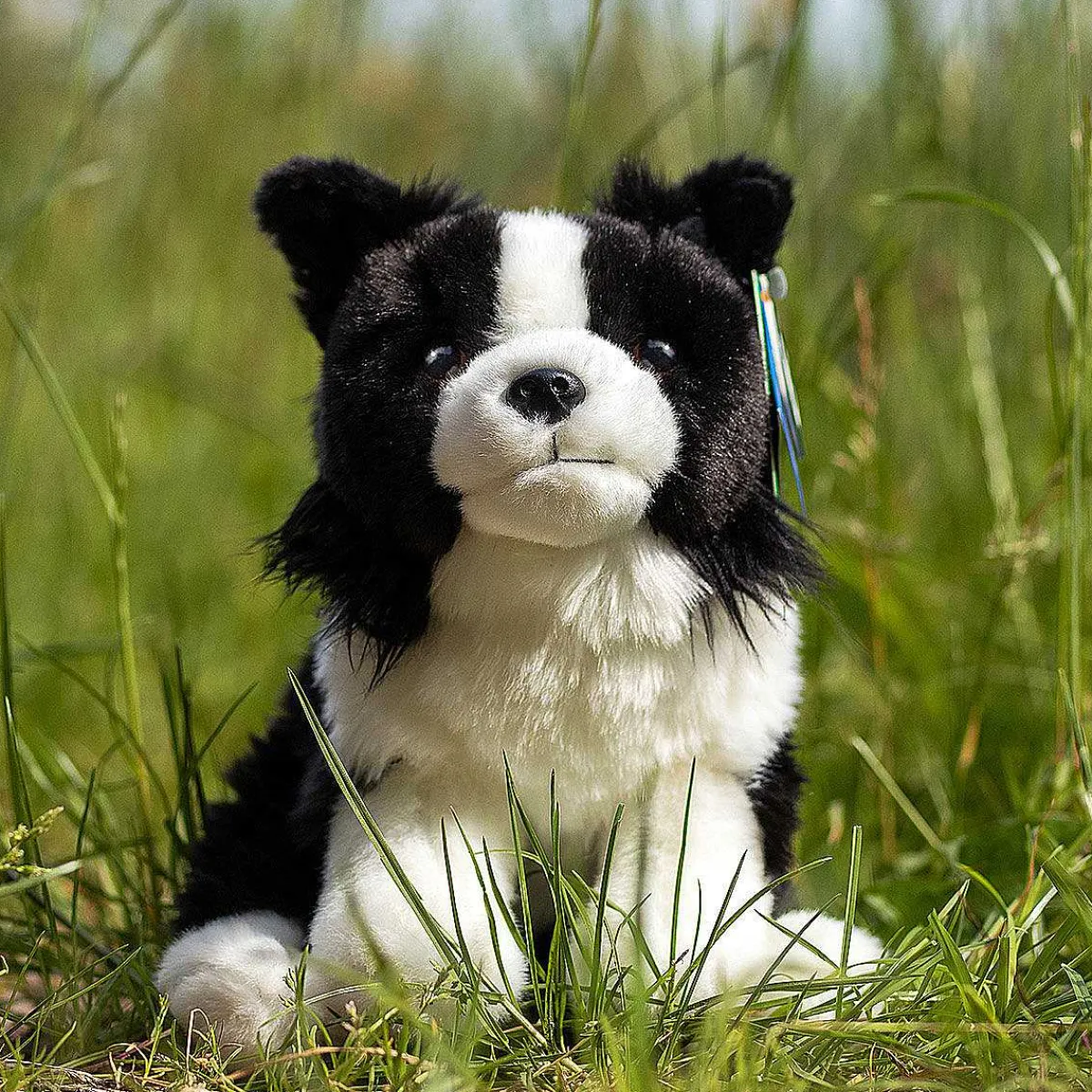 Border Collie Dog>Living Nature Store