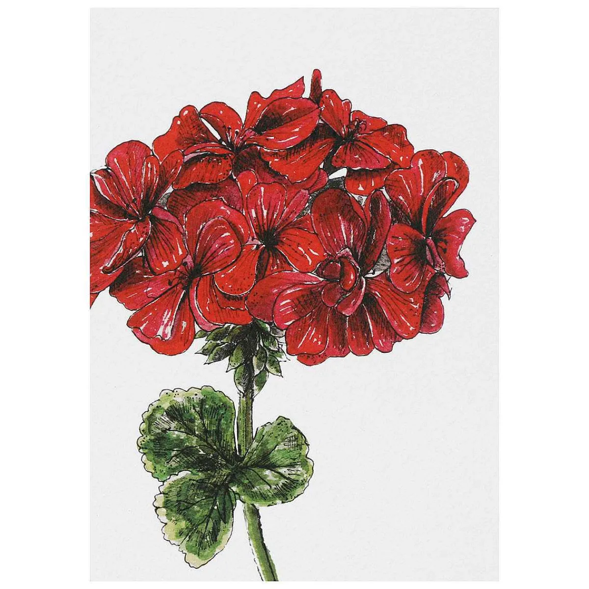 'Blooming Marvellous' Notecards Mixed Set Of 8>Toasted Crumpet Sale