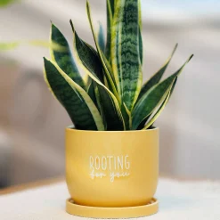 Country Living Rooting For You Ceramic Plant Pot>Widdop & Co Shop
