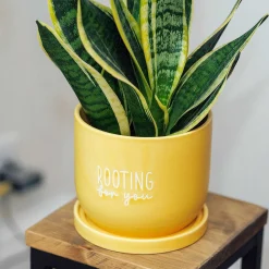 Country Living Rooting For You Ceramic Plant Pot><noscript><img width=
